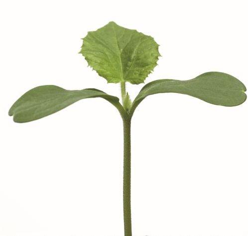 Tök alany