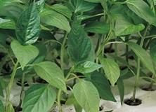 Paprika alany