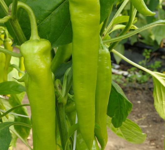 Hegyes-erős paprika